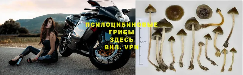 Псилоцибиновые грибы Psilocybe Верхний Тагил